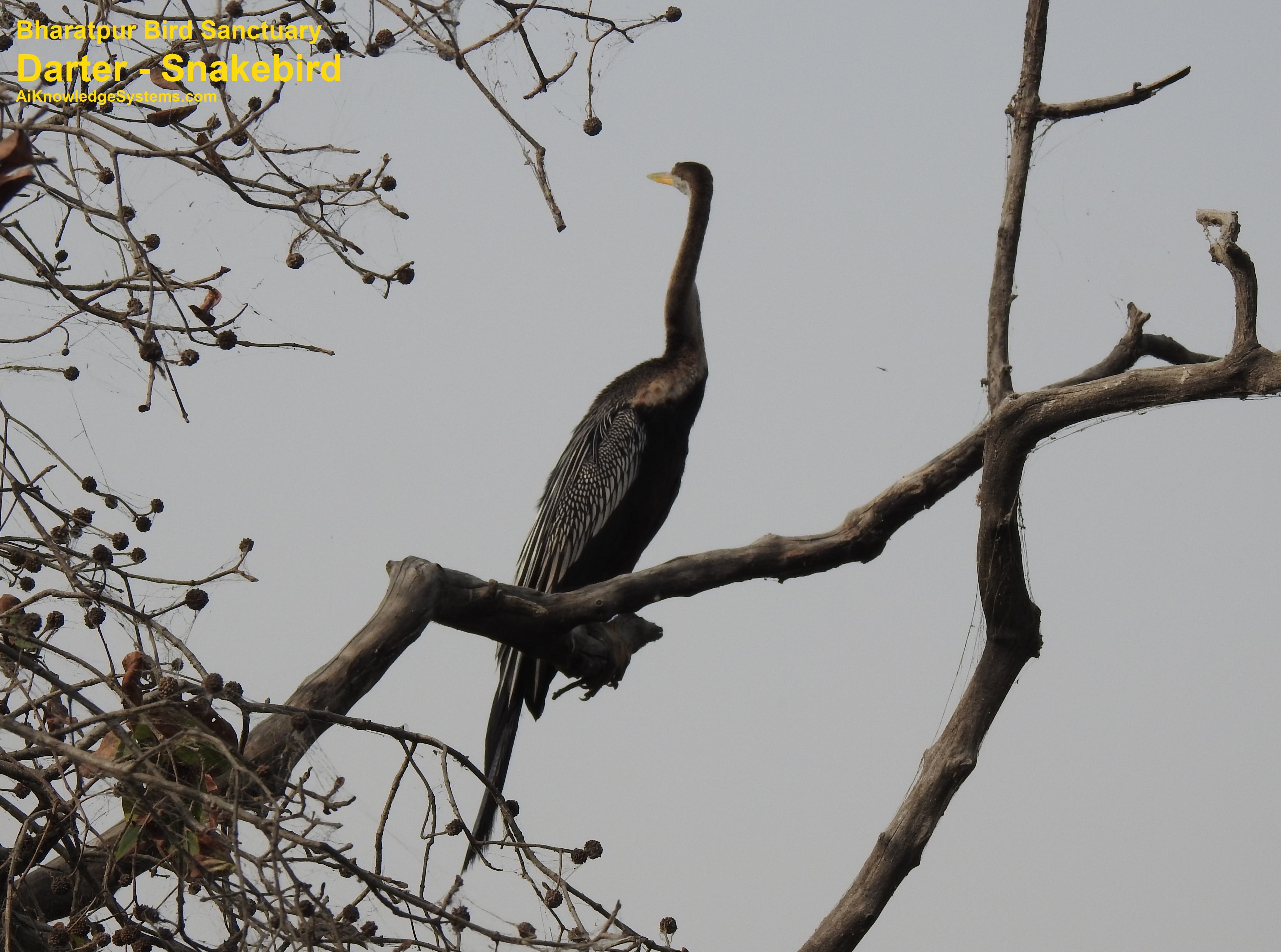 Darter - Snakebird (49) Coming Soon